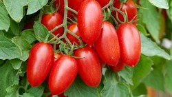 Рассада томатов сорта «Джекпот» появится на Сахалине в мае 2023 года