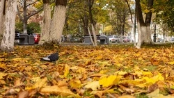 Холодно и пасмурно будет в Южно-Сахалинске 20 октября 