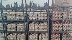 Комиссия агентства ветеринарии начала проверку на птицефабрике «Островная» 