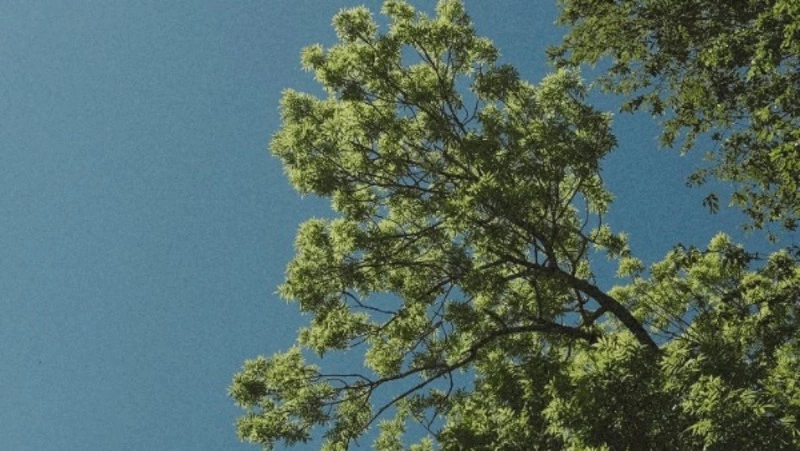 Пасмурно и до +29 градусов прогнозируют синоптики в Южно-Сахалинске 21 июля