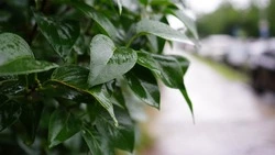 Сильный дождь ожидают в пяти районах и Южно-Сахалинске 4–5 июня 