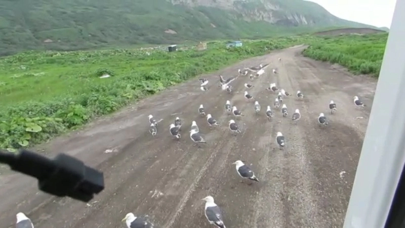 На Курилах чайки ежедневно встречают мусоровоз с «вкусняшками» за километр от полигона