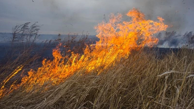 Сухая трава на площади 100 квадратных метра вспыхнула в Анивском районе