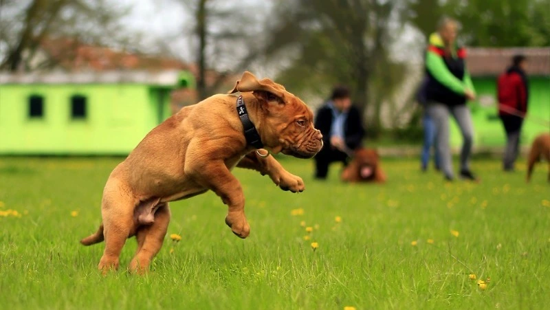 Дог-парк площадью более 500 кв. метров появится на Курилах к сентябрю