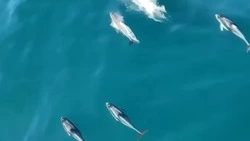 Моряки у берегов Сахалина засняли «шоу» белобоких дельфинов