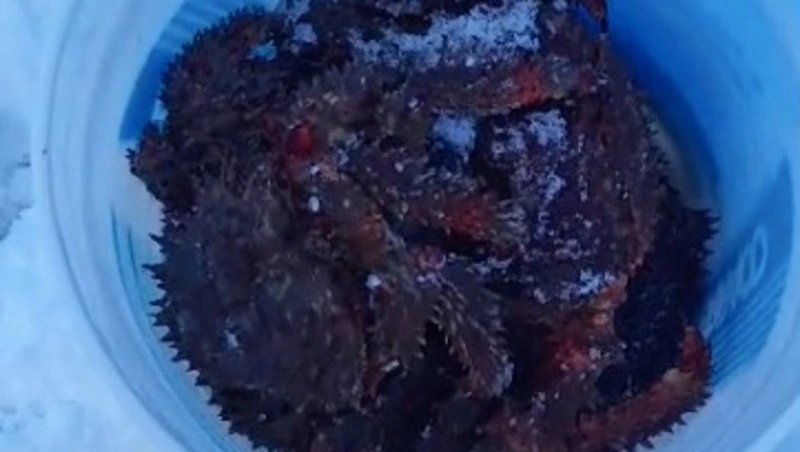 Жители Сахалина поделились кадрами с первой крабалки в 2024 году