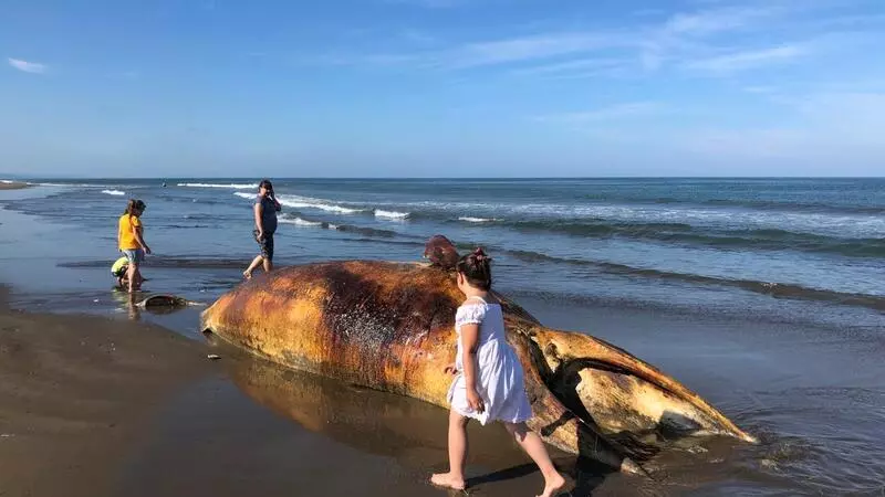 В Долинском районе на берег выбросило крупное морское млекопитающее