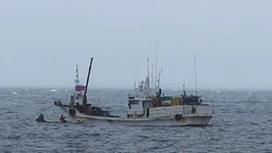 Япония рискует лишиться морских ежей из-за собственных санкций     