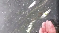 На мертвую рыбу и белую пленку в море пожаловались жители Невельска