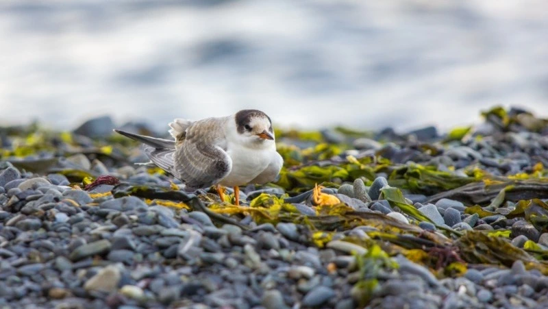 Синоптики спрогнозировали облачную погоду 23 апреля в Сахалинской области 
