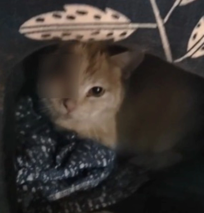 Пьяный сахалинец без причины лишил глаза бездомную кошку