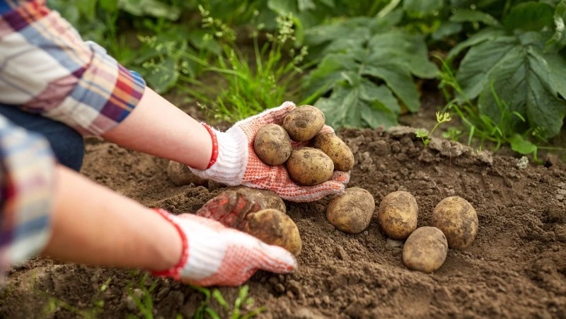 Когда сажать картофель в 2025 году по лунному календарю: сроки, сорта и методы посадки
