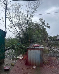 Деревья повалило из-за циклона в приюте «Пес и Кот» в Южно-Сахалинске