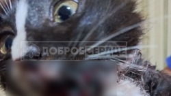 «Сломаны обе челюсти и лапы»: жители Холмска нашли измученного котенка в подъезде