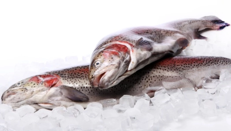 Объем лососевой путины на Дальнем Востоке вырос на треть в июне 2023 года