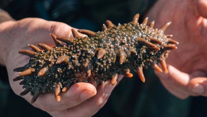 Шестерых сахалинцев осудили за ущерб в 7 миллионов на Буссе