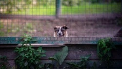 Нужна помощь: приют «Пес и Кот» набирает людей в свою команду