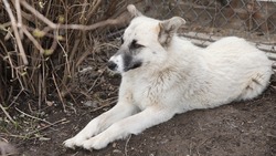 «Осталась одна»: собака жестоко убитого в 2021 году фермера ищет дом на Сахалине