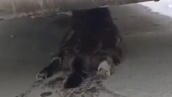 «Сломали лапы и кидали об стену»: дети в Долинске издевались над бездомными кошками 
