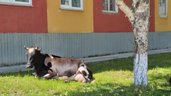 Жителей Охи попросили фотографировать коров-беспризорников
