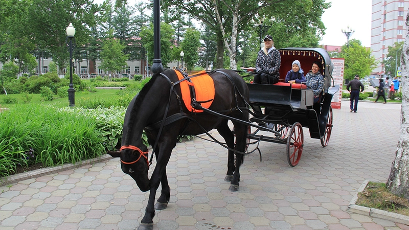 Лошадь из «Чеховского сквера» увезли на «Золотую подкову Сахалина»