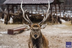 «Порция милоты»: фотограф ТАСС заснял оленей на экоферме Сахалина