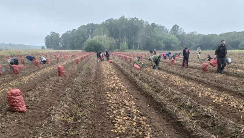 Поронайский фермер предложил сахалинцам накопать себе картошку за полцены 