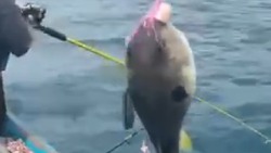Экзотическую рыбу поймали туристы у берегов Сахалина. ВИДЕО