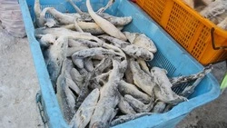 Около 20 тонн наваги продали в Корсакове