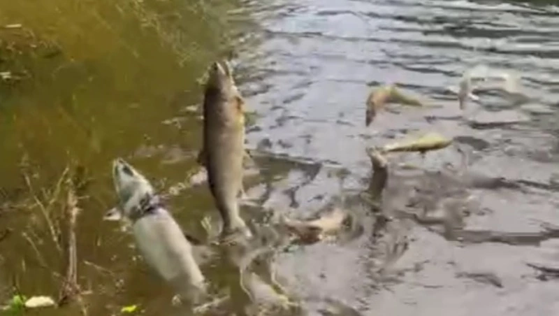 Смерть в ловушке: браконьеры забыли свой улов в реке Анивского округа, отчего рыба погибла в сети