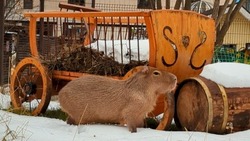 Кенгуру и капибара вышли на прогулку среди снега в сахалинском зоопарке 