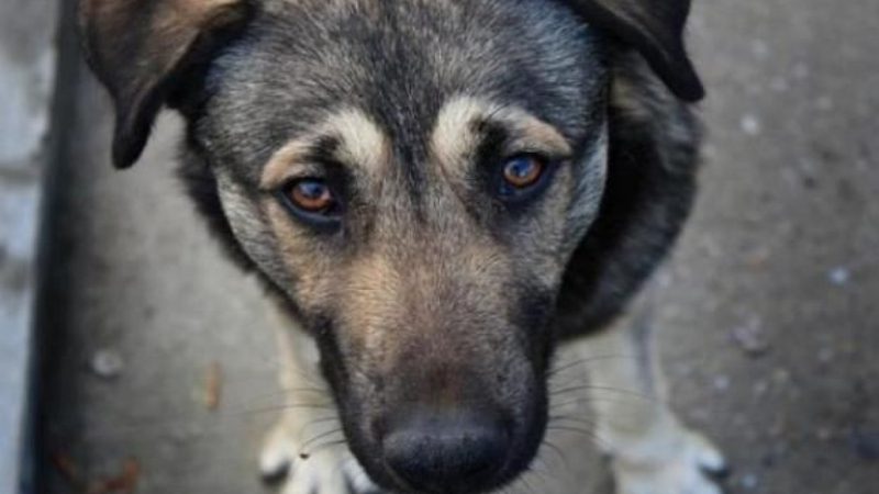 В Корсакове ищут собаку, которой выкололи глаза и убили щенков