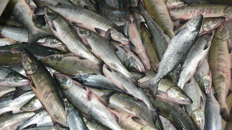 Экскаваторы пригнали на уборку свалки гниющей рыбы в Южно-Курильске