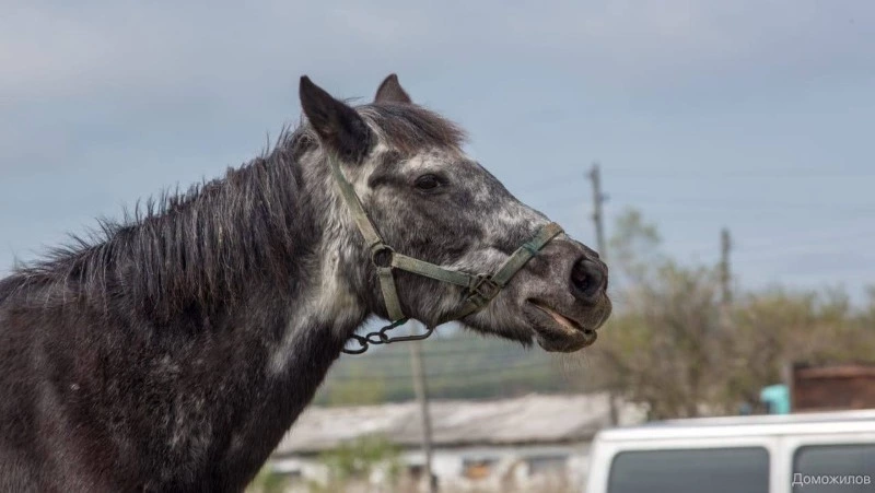 Старейшая лошадь России умерла на Сахалине 