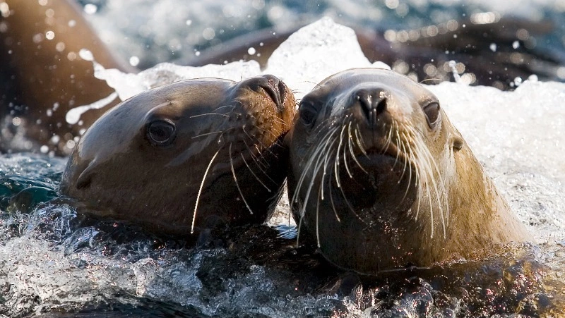 Сахалинцам рассказали, когда начнутся свидания с сивучами в Невельске