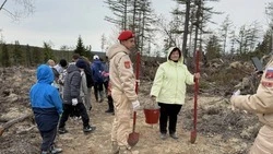 «Сад памяти» с масштабом: за один день на Сахалине высадили больше 3300 лиственниц