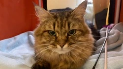 Эксперты оценили породистость и красоту кошек на Сахалине