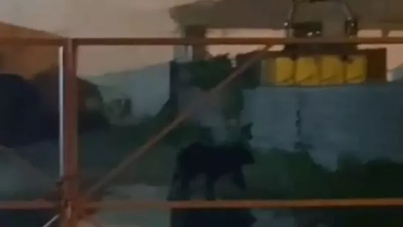 Медведь зашел на базу в Холмске и чувствовал себя там как дома