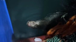 Моряки на Курилах подкармливают сивучей свежей рыбой