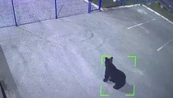 Медведь залез на базу строительного магазина в Южно-Сахалинске 11 сентября