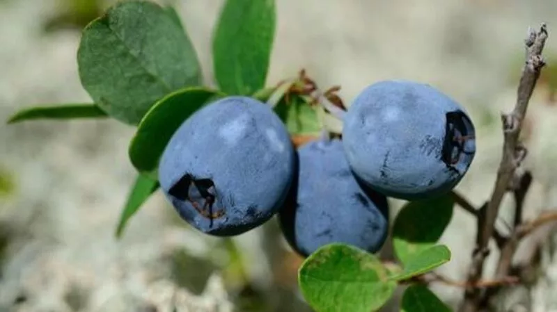 Голубая ягода болот