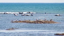 После дождливых выходных на Сахалин и Курилы придет летнее тепло