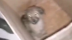 На Сахалине шестерых щенков выбросили на мороз