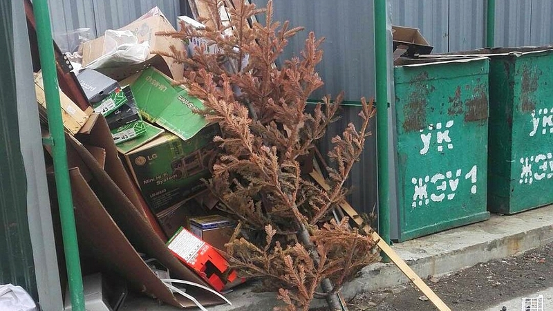 Сахалинцы продолжают выбрасывать новогодние ёлки в апреле