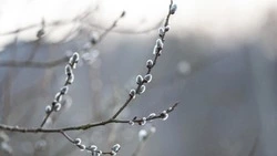 Народные приметы на 22 февраля 2024: что нельзя делать на именины серпа