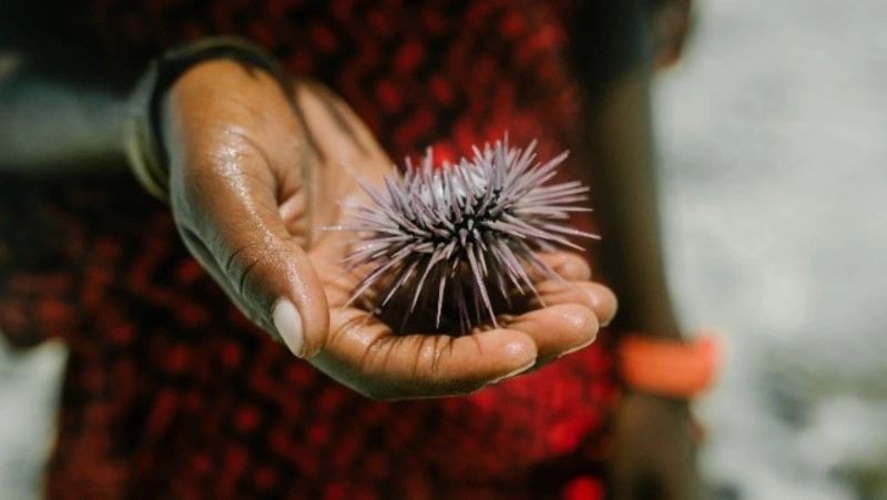 Японии запретили добывать морского ежа и крабов возле Курильских островов