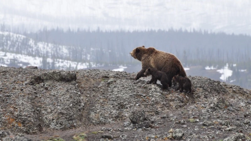 Август-2022 на Сахалине: потоки горбуши, пострадавшие дети и фейк про медведя