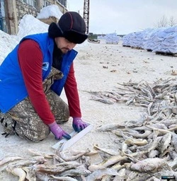 СахНИРО: наважья путина в заливе Терпения проходит успешно