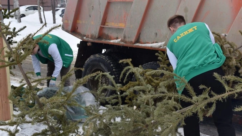 Жителям Южно-Сахалинска рассказали, куда сдать живую ель после праздников 27 и 28 января