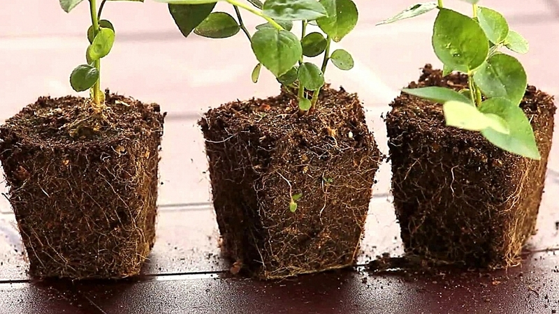 Сахалинская область более чем в два раза перевыполнила нормативы по лесовосстановлению